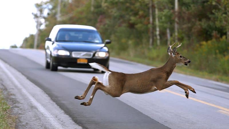 deer running in front of car