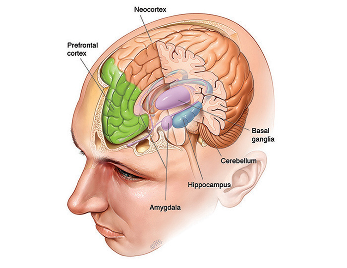 brain diagram (Illustration by Levent Efe)