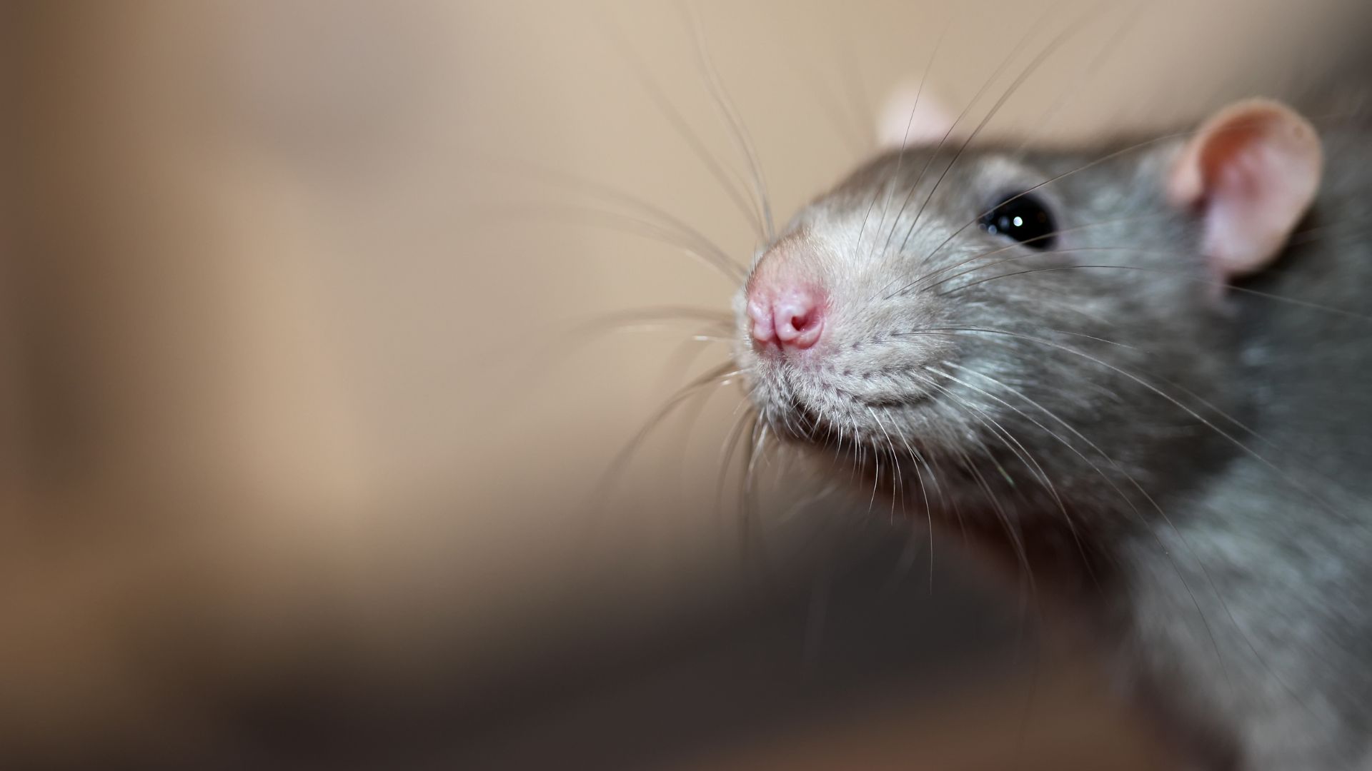 rat